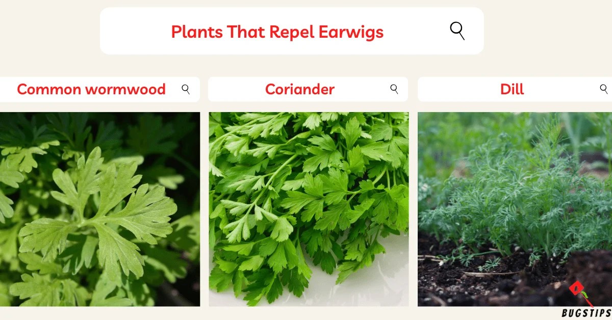 15 Powerful Plants That Repel Earwigs Naturally BugsTips