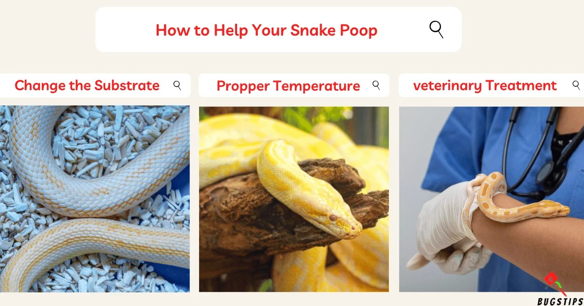 Snake Poop 101 A Comprehensive Guide BugsTips