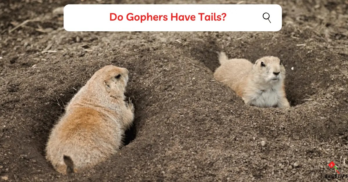 Do Gophers Have Tails? Unveiling Amazing Facts BugsTips