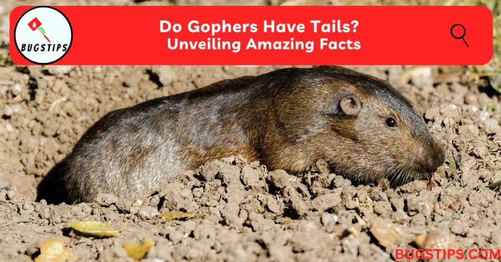 Do Gophers Have Tails? Unveiling Amazing Facts BugsTips
