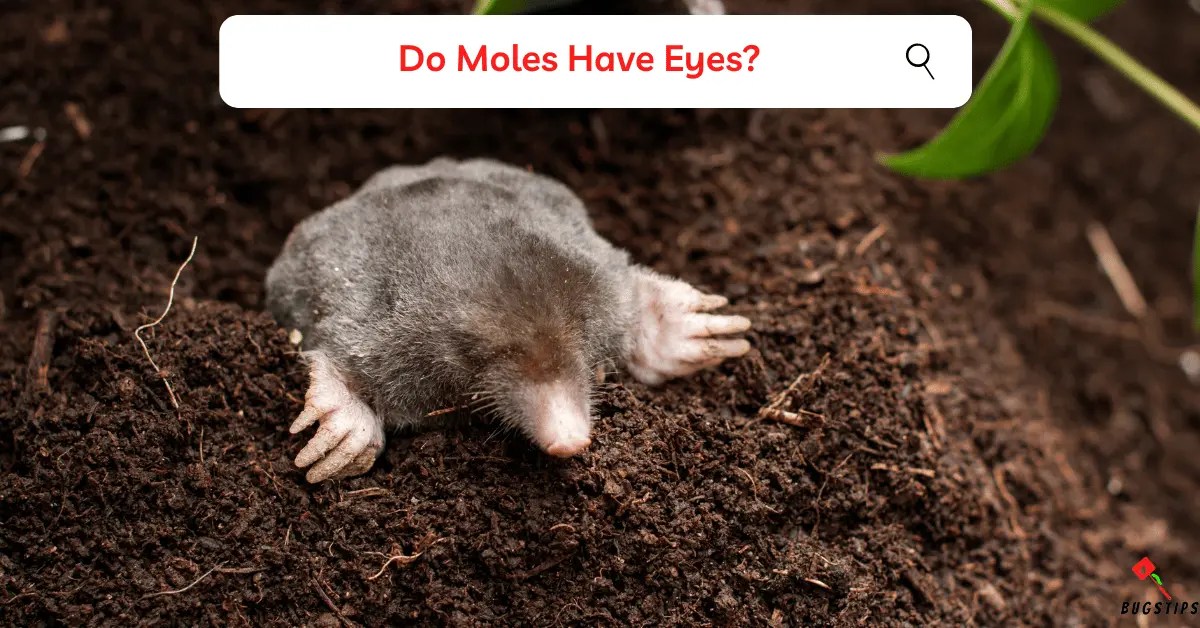 Do Moles Have Eyes? Mystery of Moles' Vision BugsTips