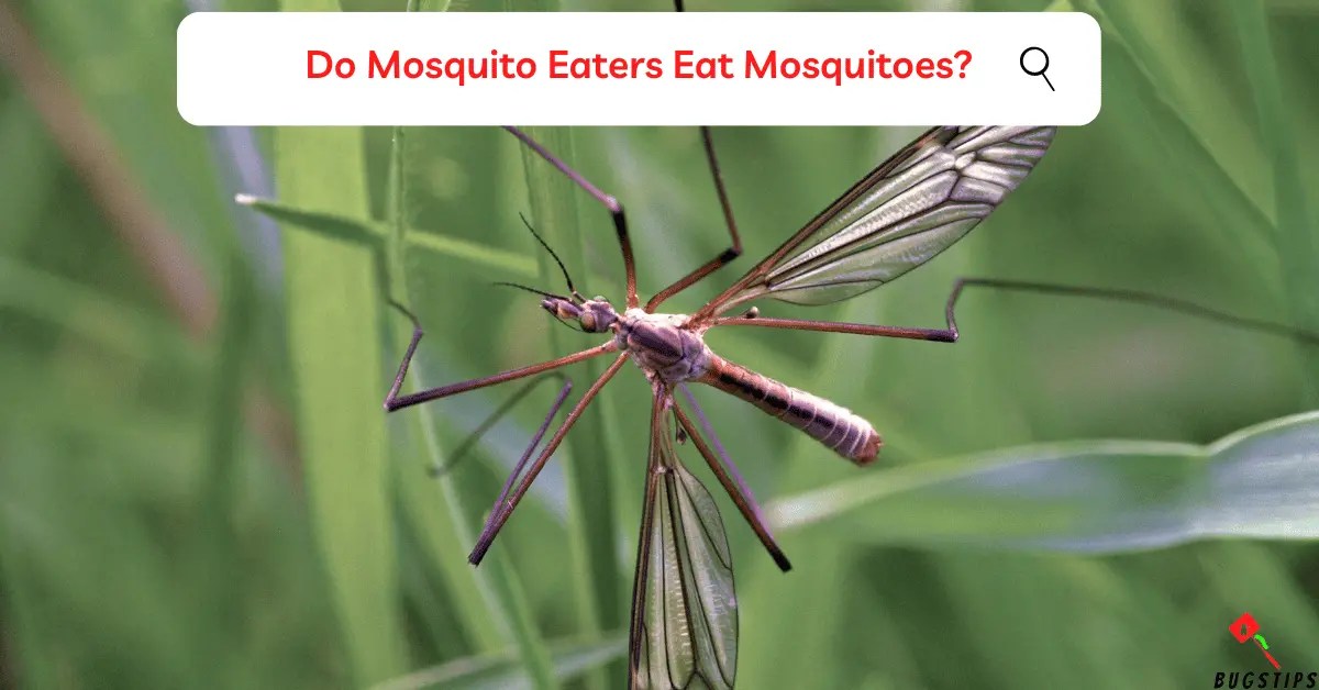 Truth About Mosquito Eaters Debunking the Myth BugsTips