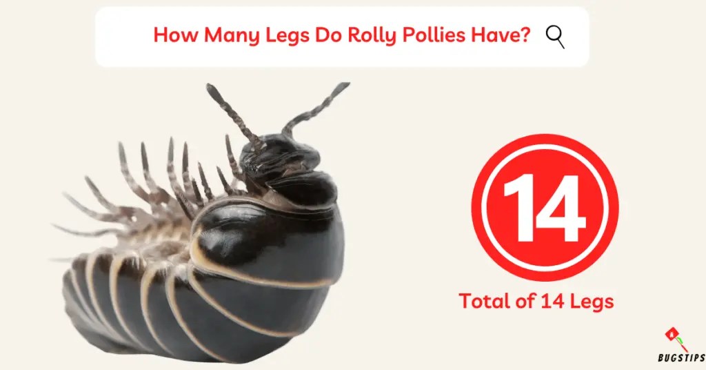 How Many Legs Do Rolly Pollies Have? A Fascinating Look BugsTips