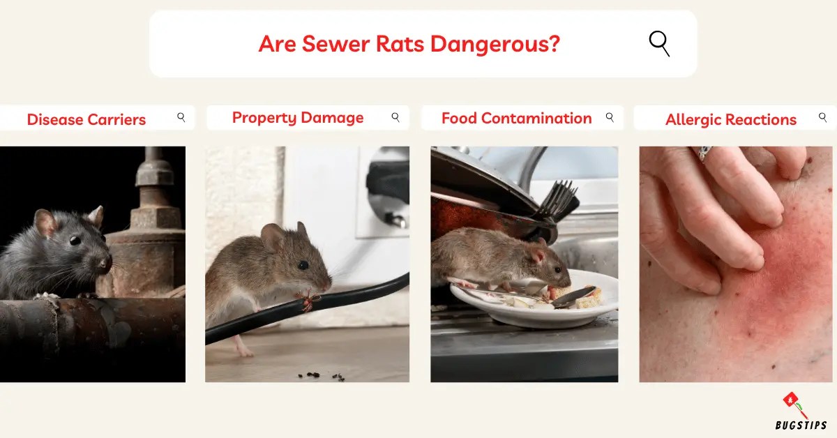 Managing Rats in Sewers Effective Strategies BugsTips