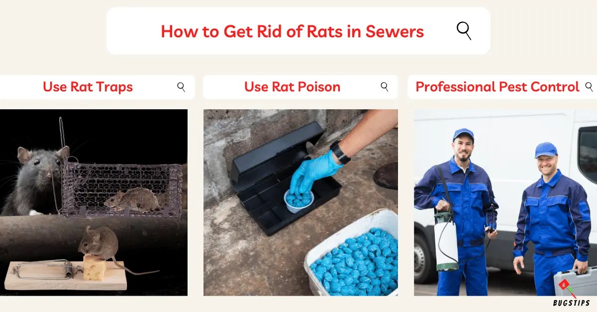 Managing Rats in Sewers Effective Strategies BugsTips