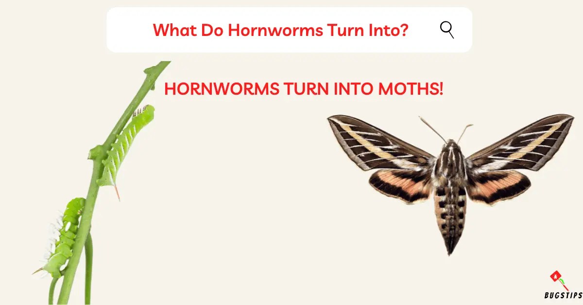 What Do Hornworms Turn Into? The Fascinating Truth BugsTips