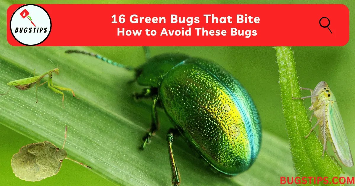 16 Green Bugs That Bite How to Avoid These Bugs BugsTips