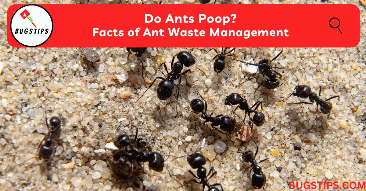 Do Ants Poop? Facts of Ant Waste Management BugsTips