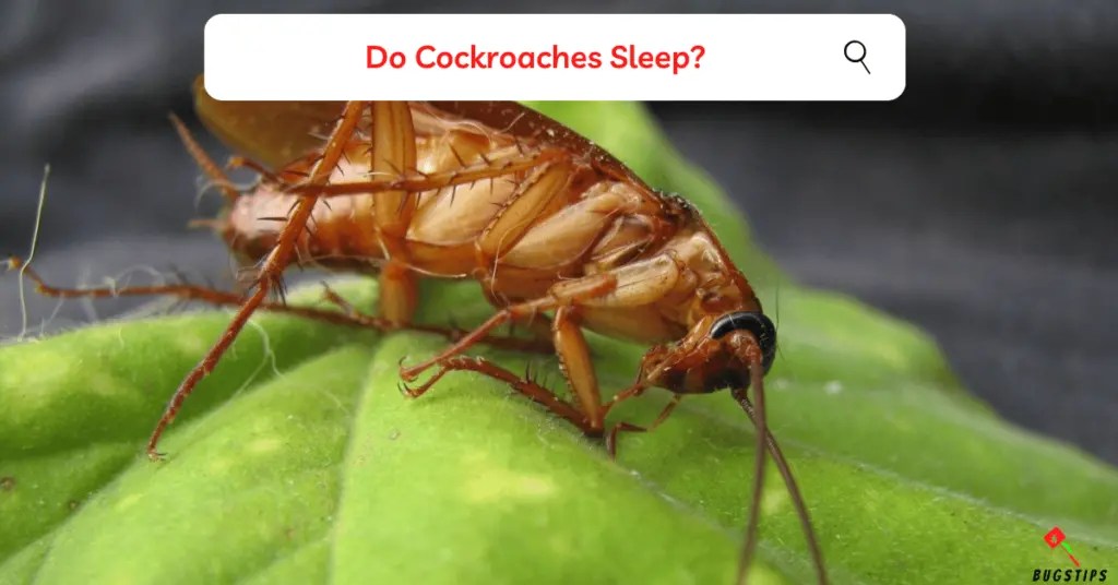 Do Cockroaches Sleep? Understand Them Better BugsTips