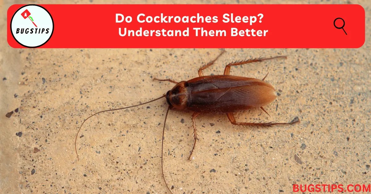 Do Cockroaches Sleep? Understand Them Better BugsTips