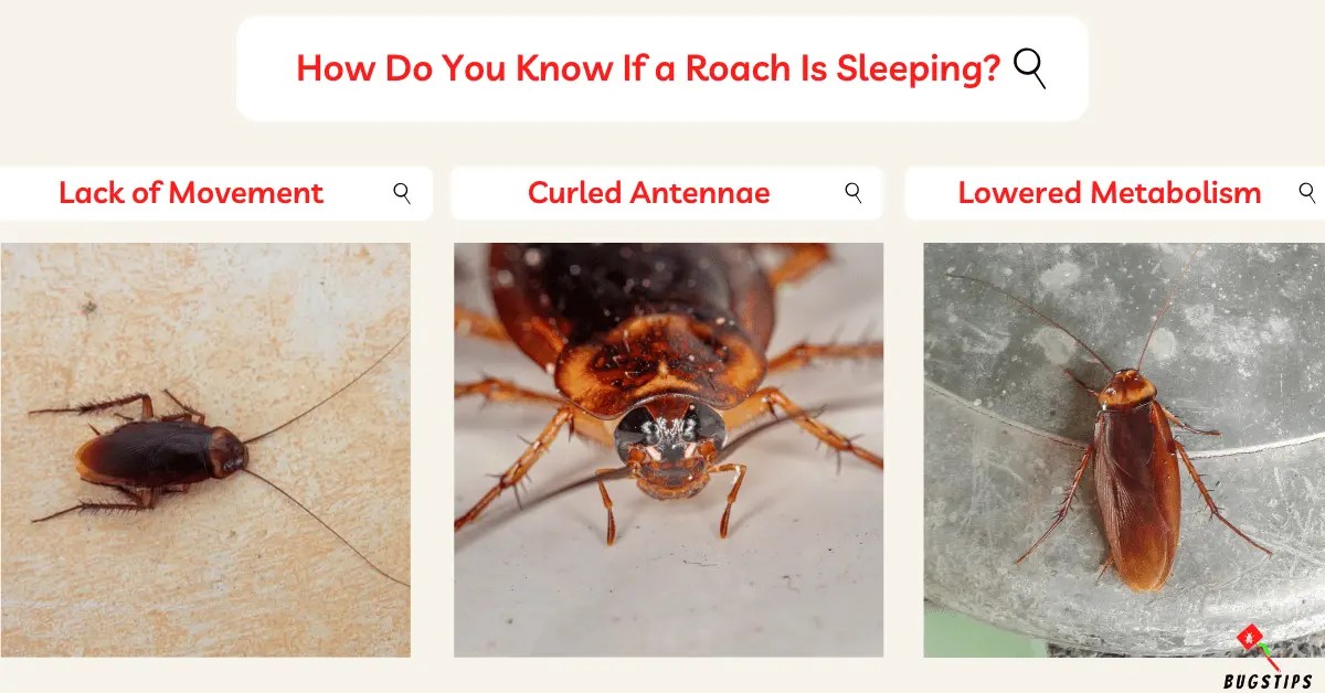 Do Cockroaches Sleep? Understand Them Better BugsTips