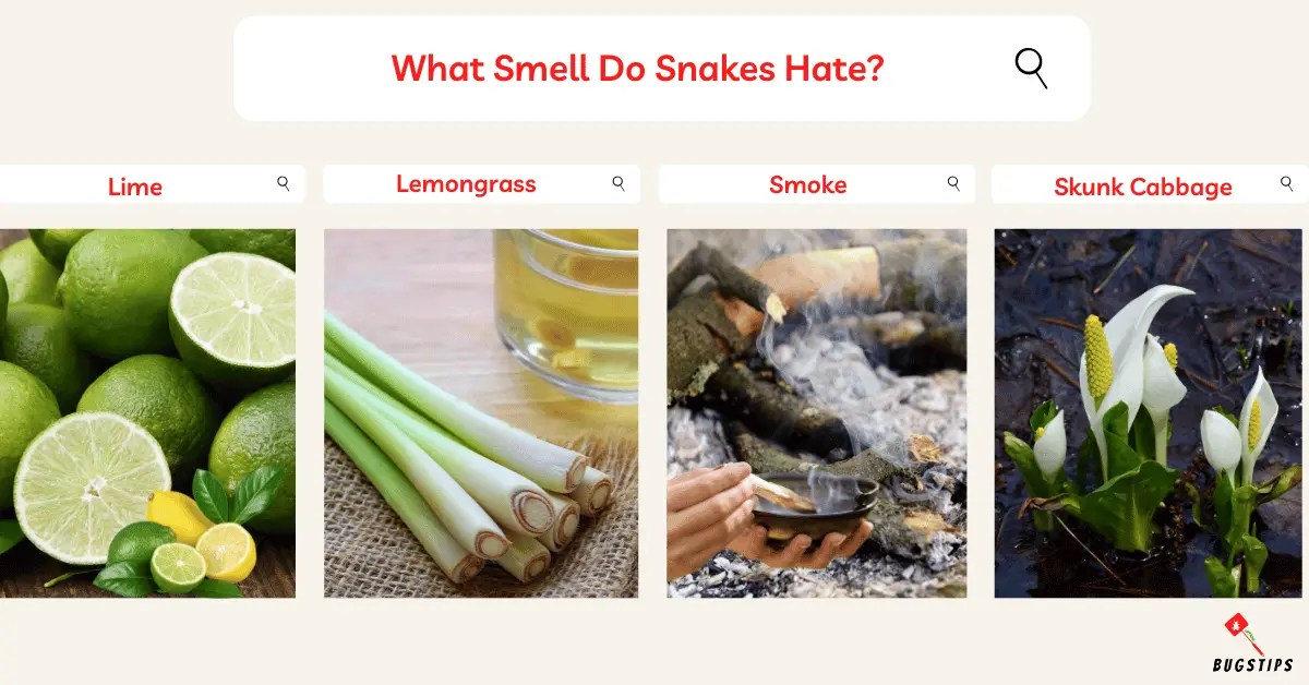 What Smell Do Snakes Hate? 14 Powerful Scents BugsTips
