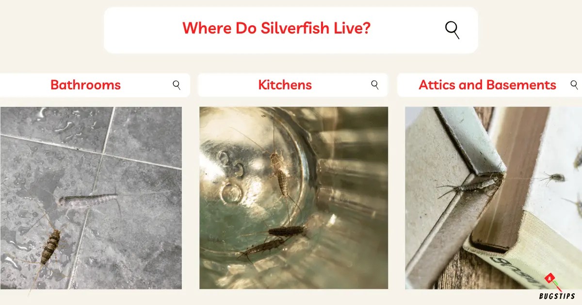 Where Do Silverfish Come From? Uplifting Facts BugsTips