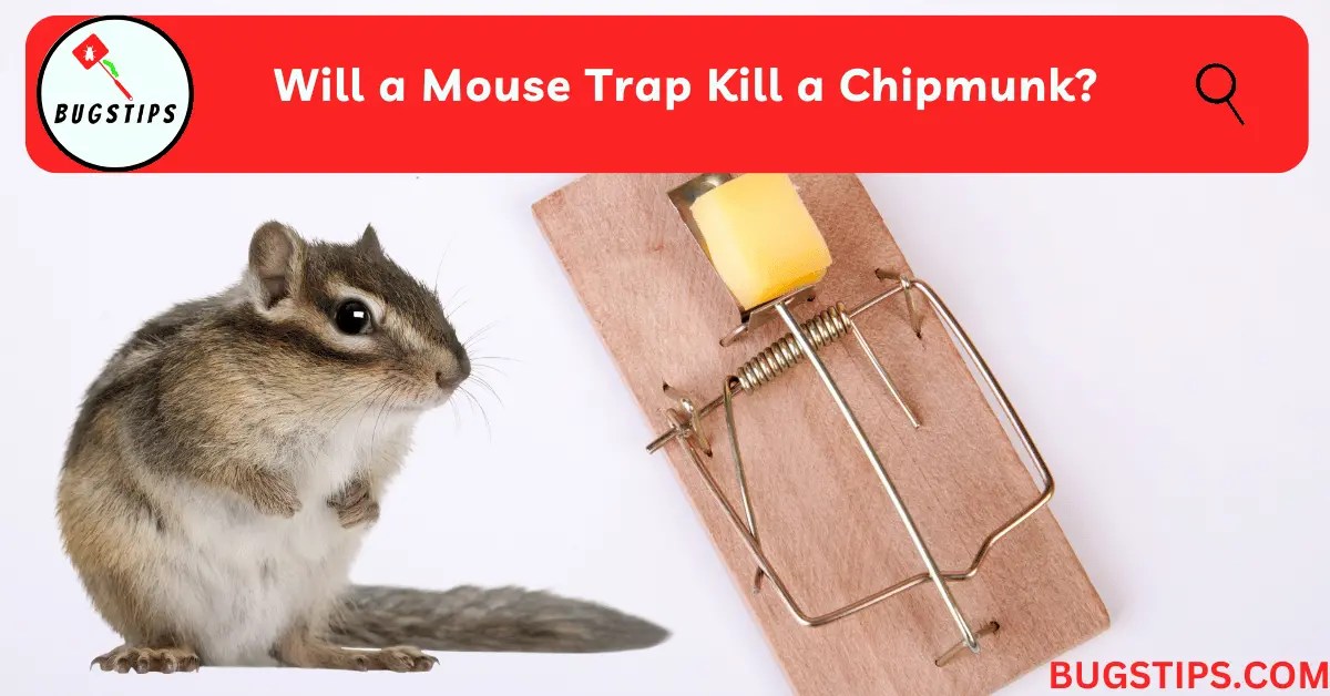 Will a Mouse Trap Kill a Chipmunk? BugsTips