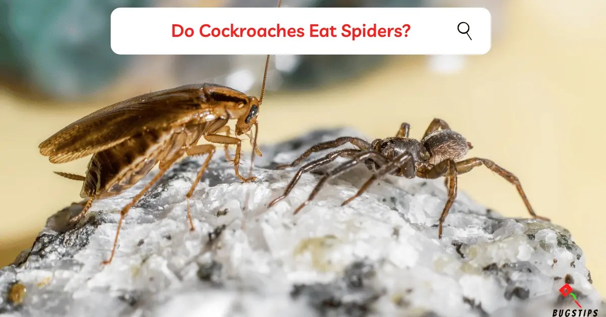 Do Spiders Eat Cockroaches? Shocking Facts Inside BugsTips