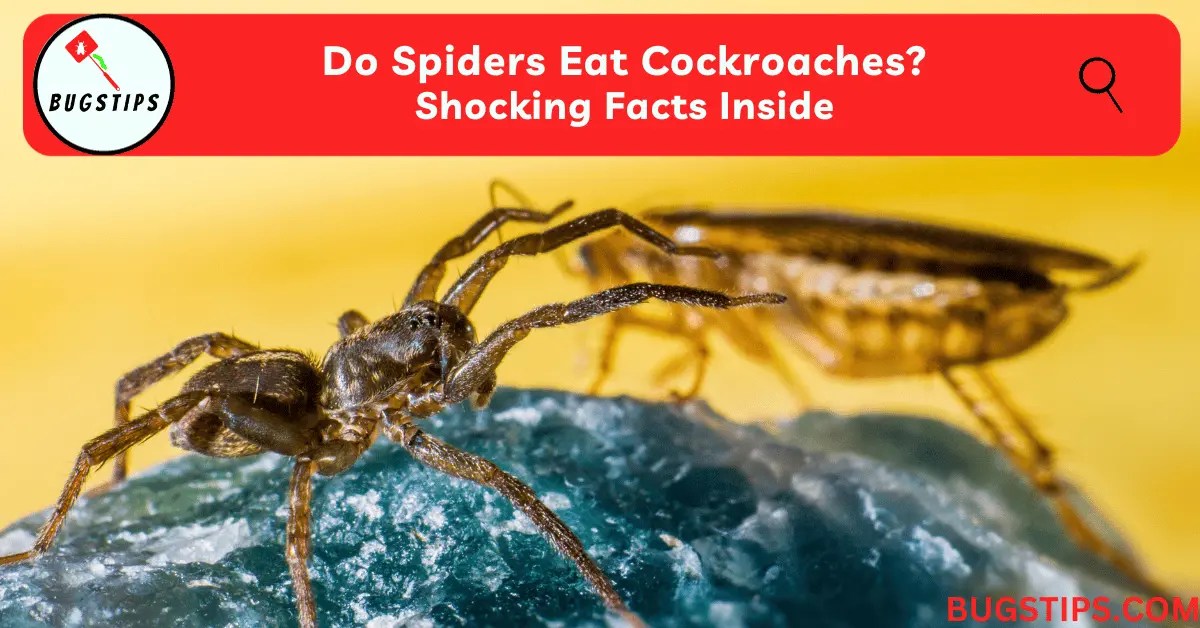 Do Spiders Eat Cockroaches? Shocking Facts Inside BugsTips