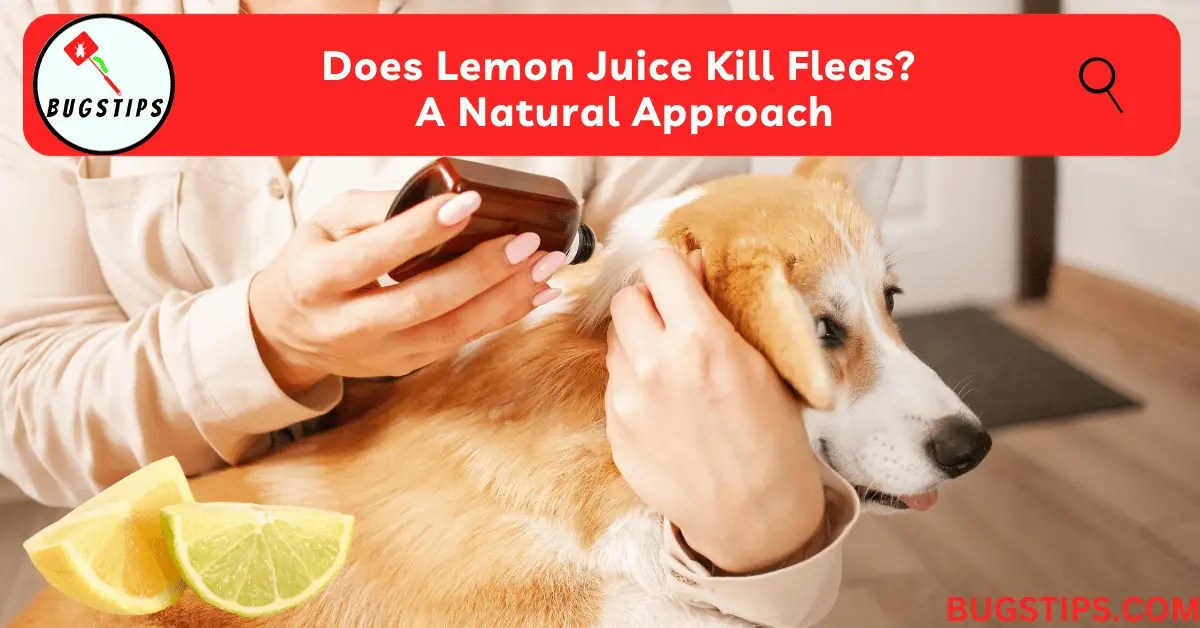 Does Lemon Juice Kill Fleas? A Natural Approach BugsTips
