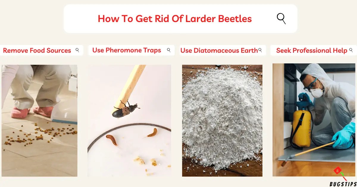 How to Destroy Larder Beetles In Bedroom BugsTips