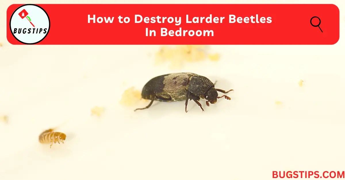 How to Destroy Larder Beetles In Bedroom BugsTips