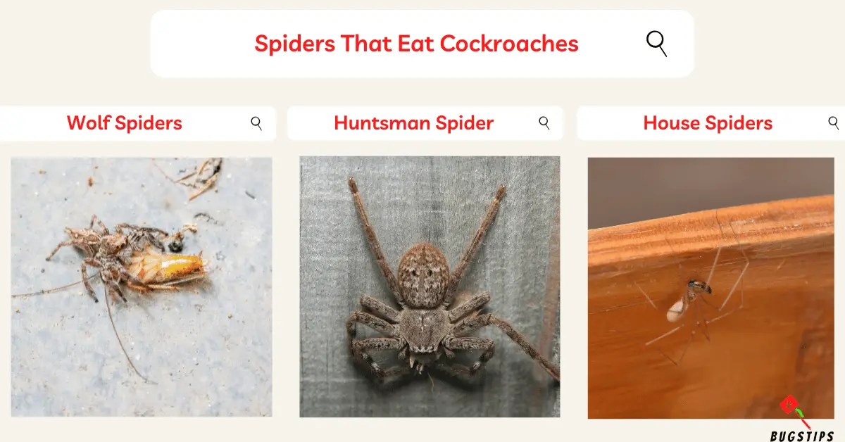 Do Spiders Eat Cockroaches? Shocking Facts Inside BugsTips
