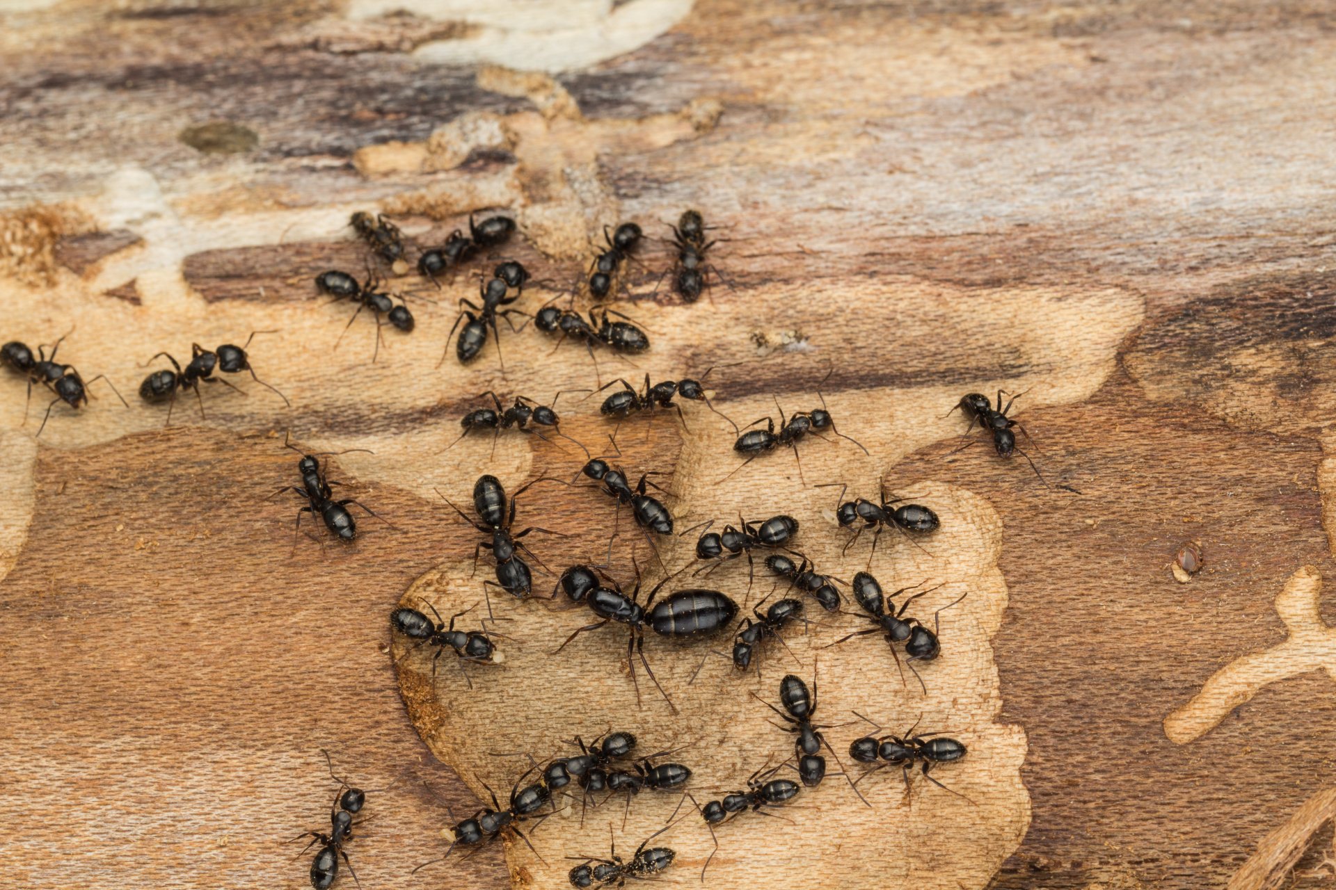 Getting Rid of Ants Natural Remedies