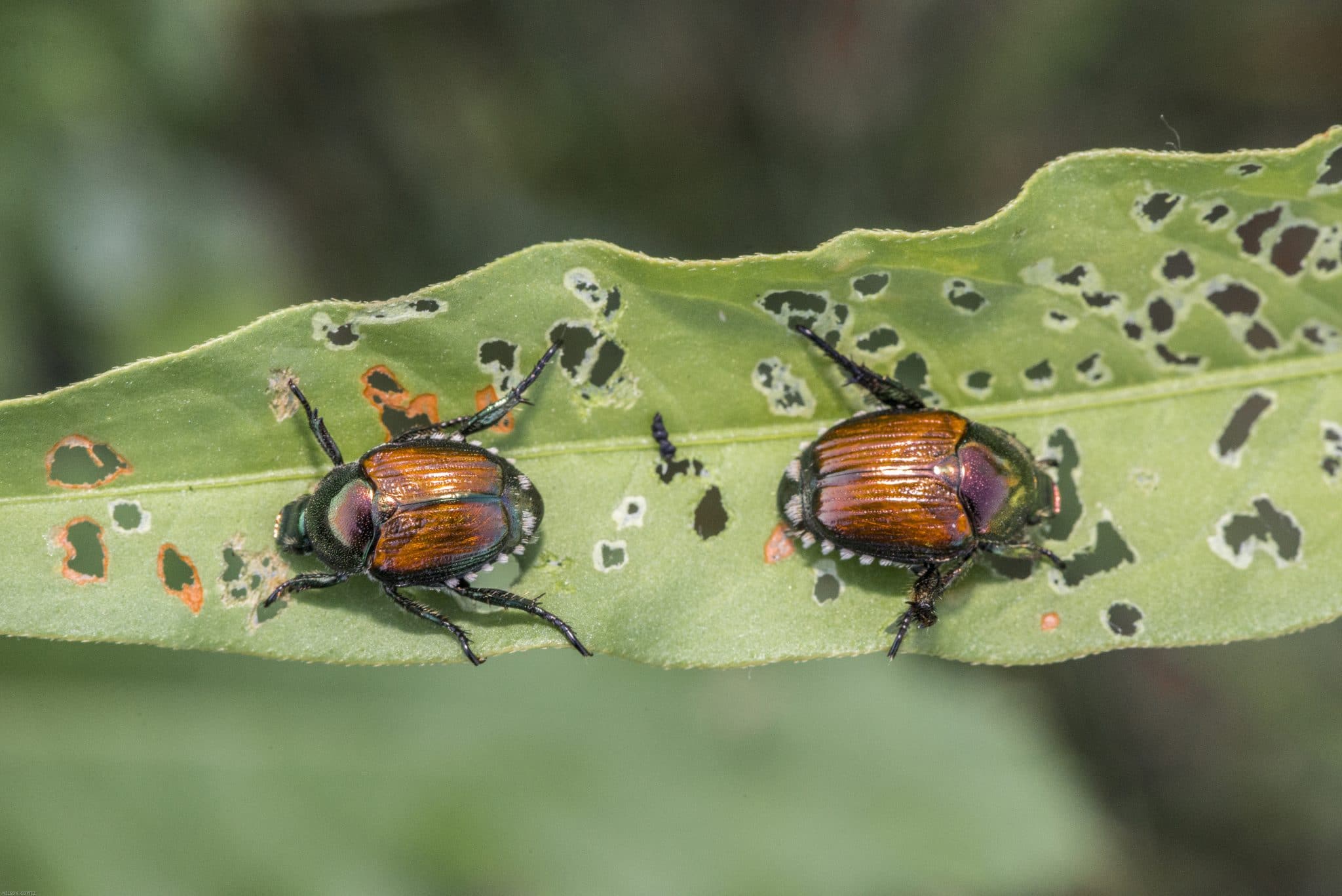 Japanese Beetles and What You Need to Know Environmental Pest Management