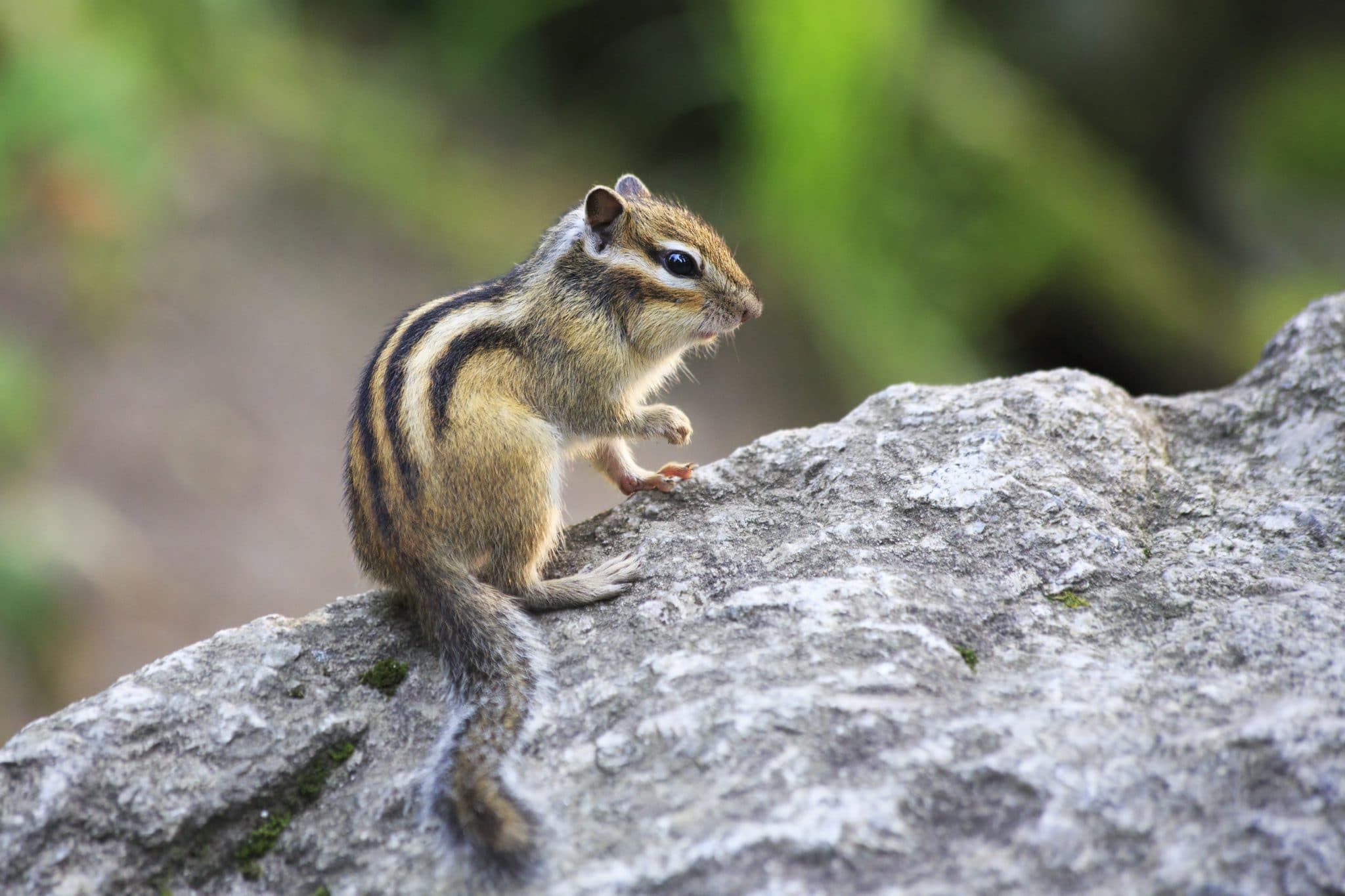 Chipmunk pics - browsertyred