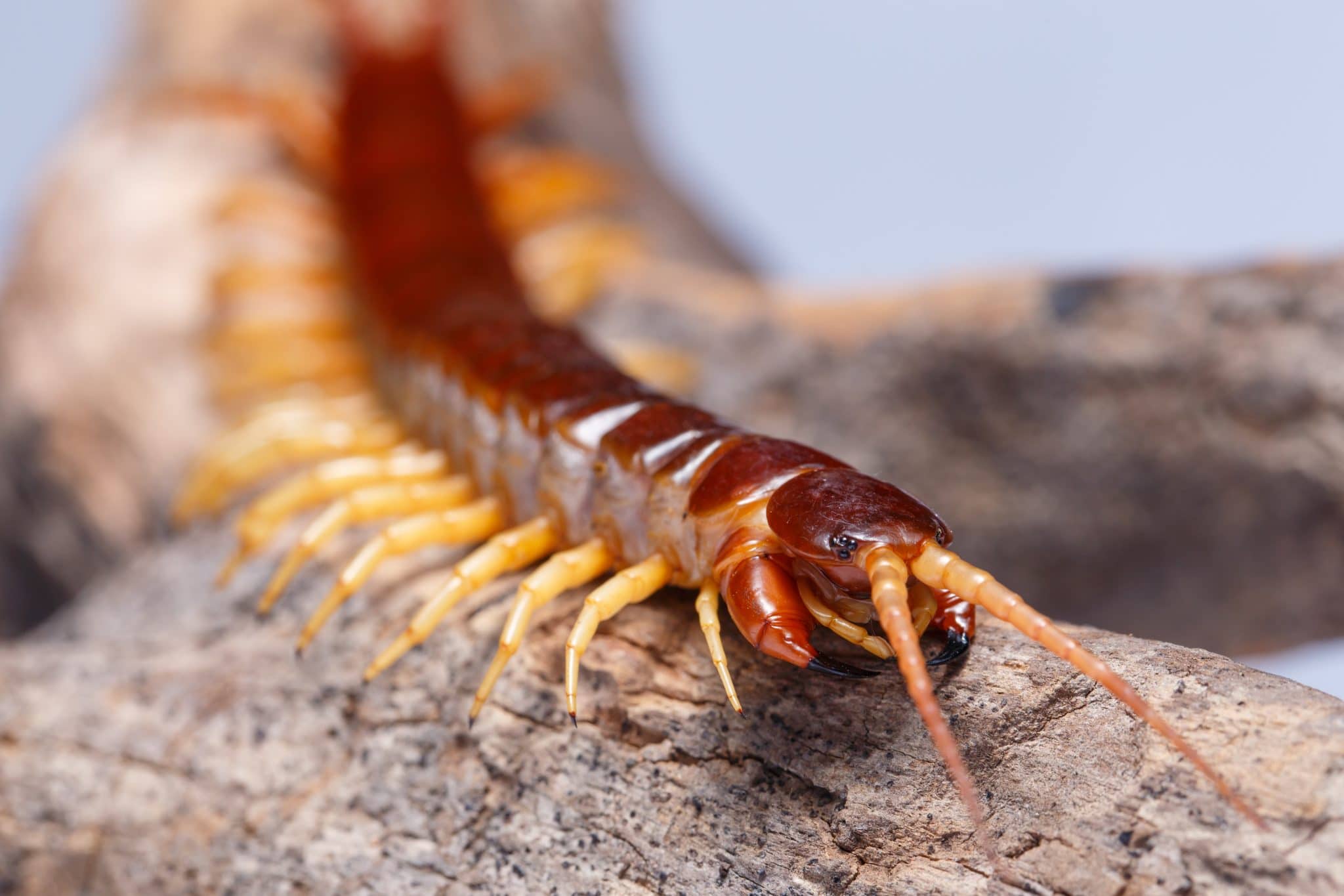 Too Many Legs to Count What You Need to Know About Centipedes