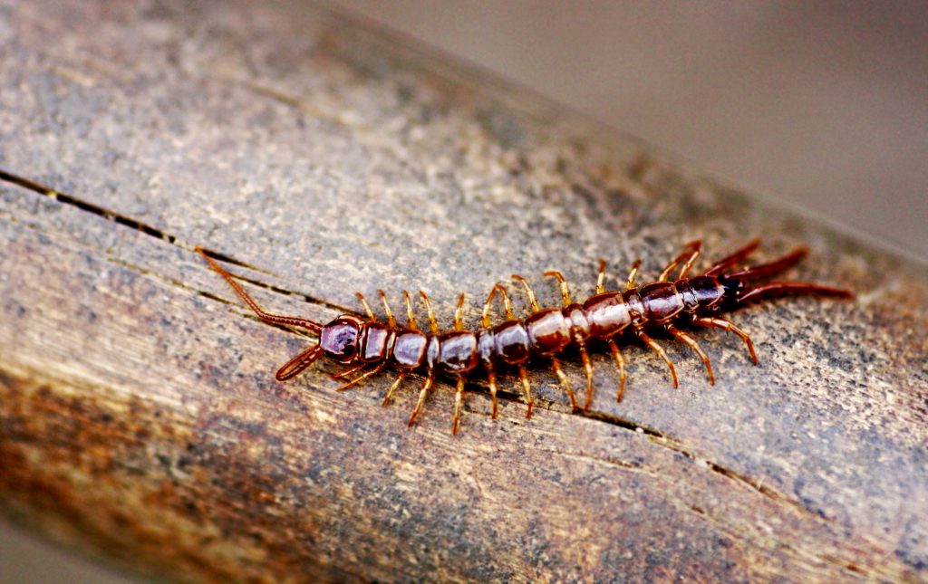 Centipede closeup. Environmental Pest Management