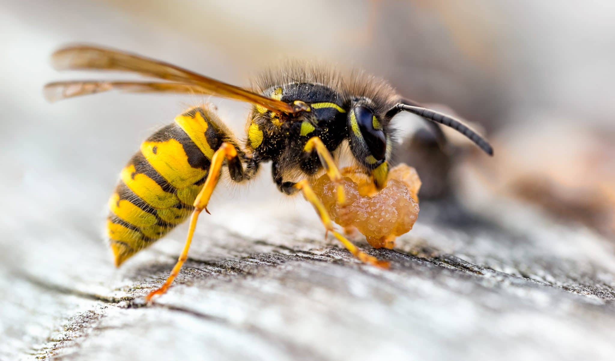 Wasp 101 and the Difference Between Wasps and Environmental