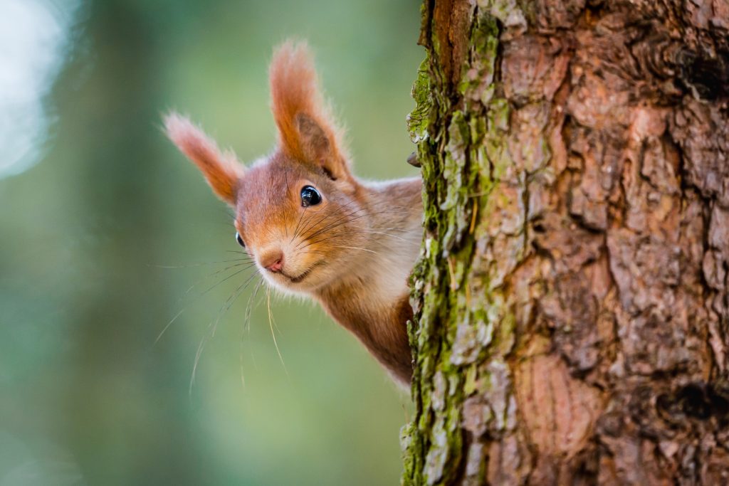 Hide Your Acorns! Red Squirrel Facts Environmental Pest Management
