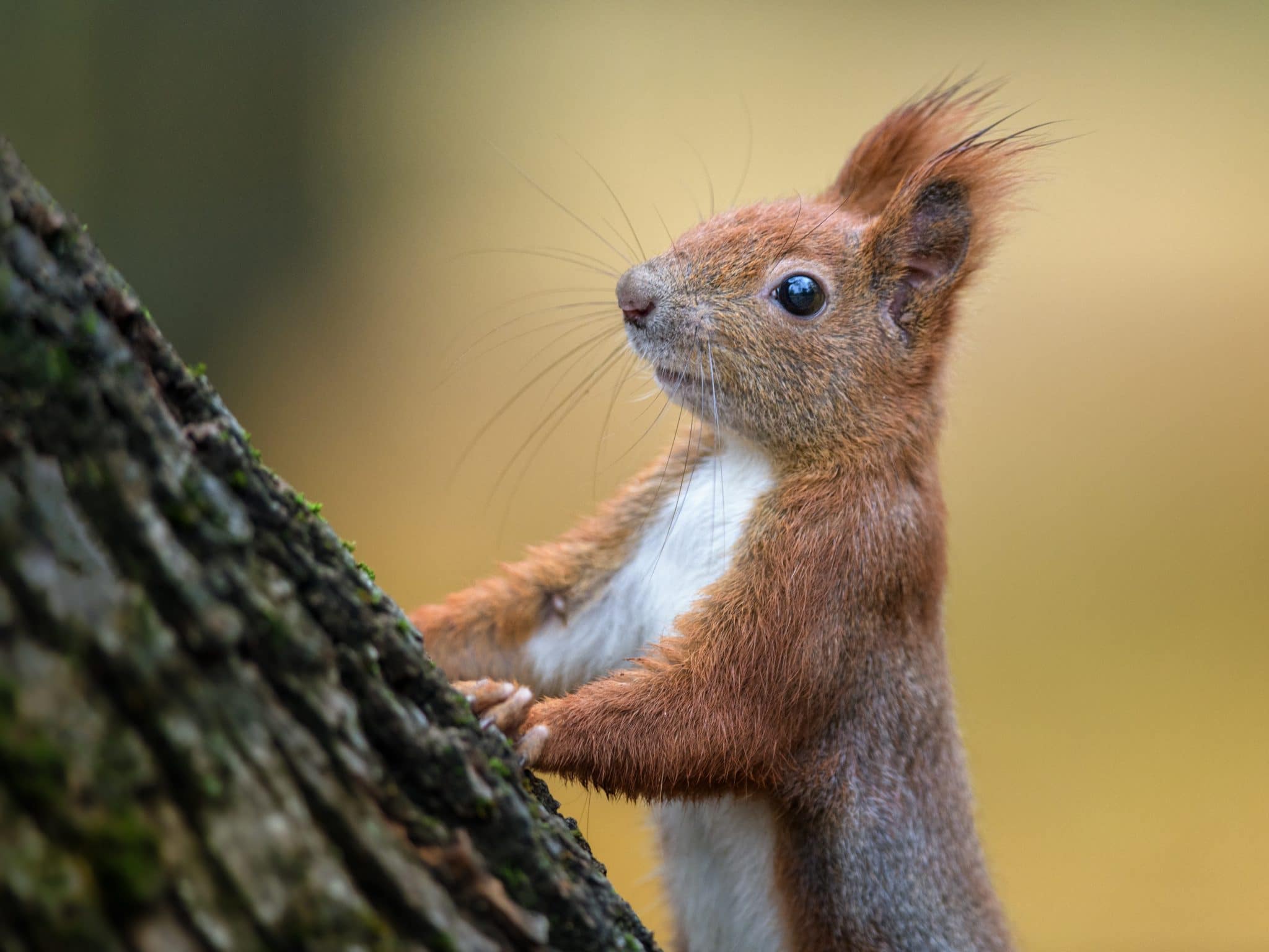 Hide Your Acorns! Red Squirrel Facts Environmental Pest Management