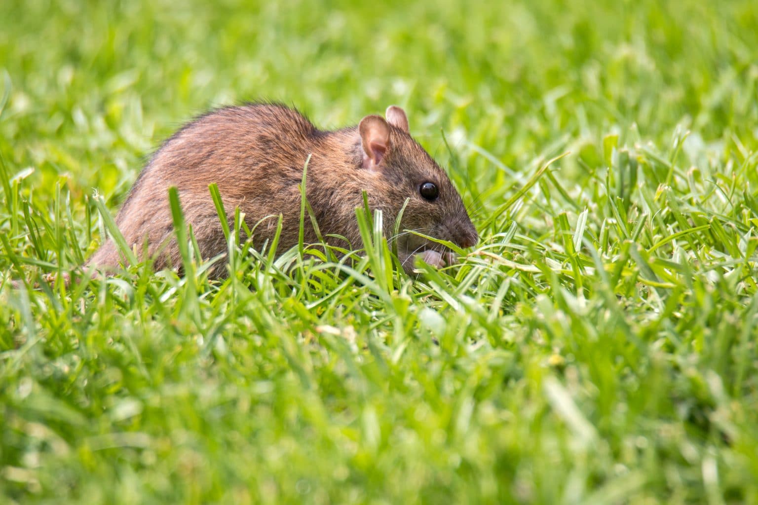 Understanding Norway Rats BugTech Pest Control