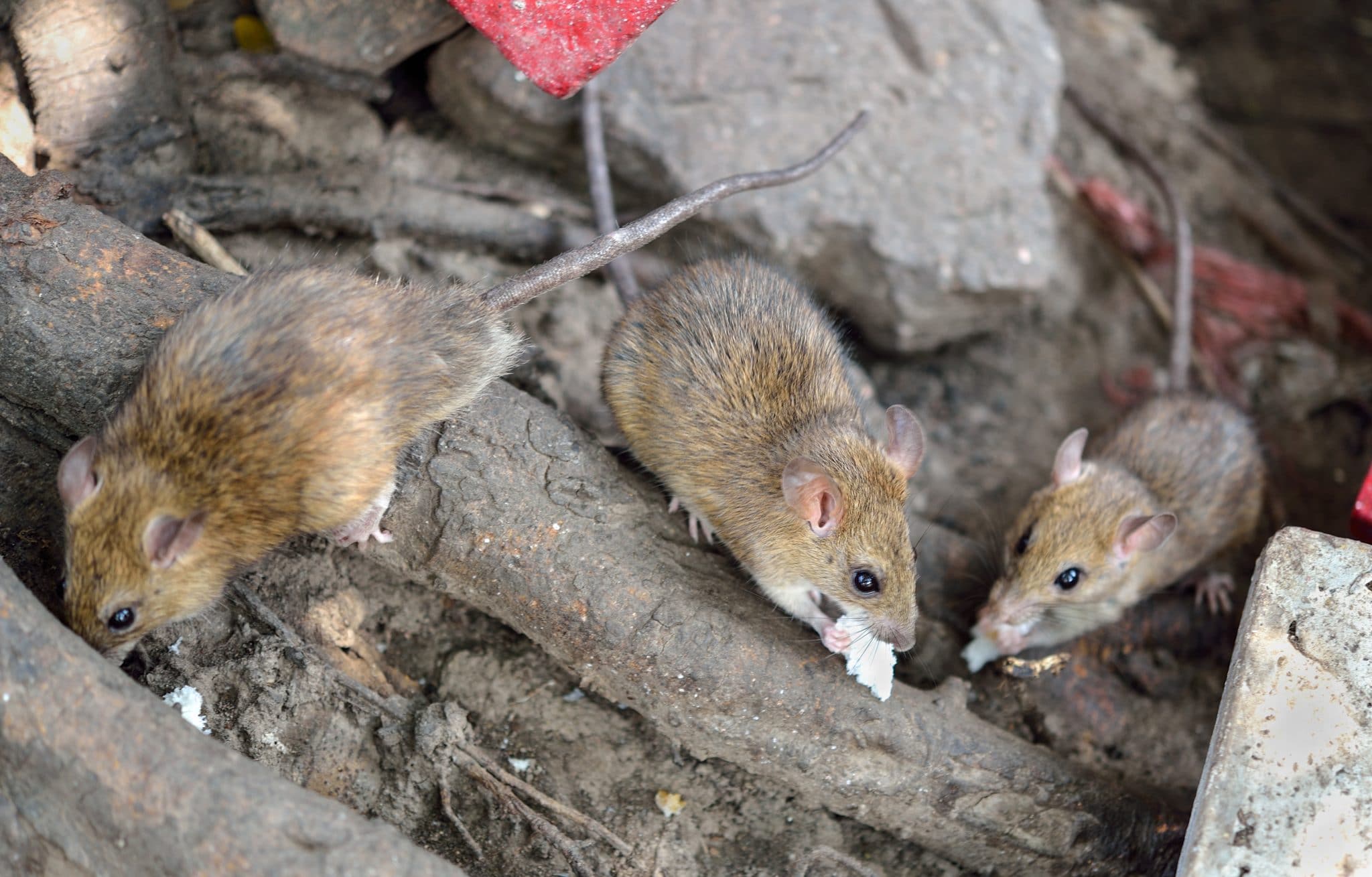 Understanding Norway Rats BugTech Pest Control