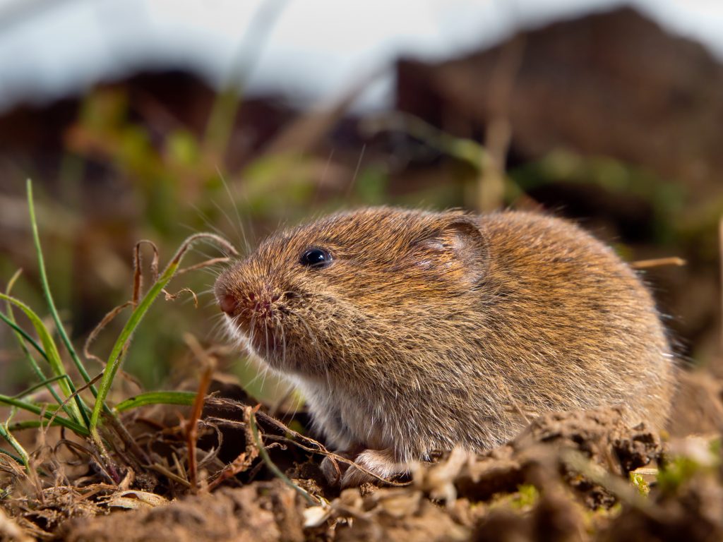 What Are Voles? Everything You Need To Know Environmental Pest Management