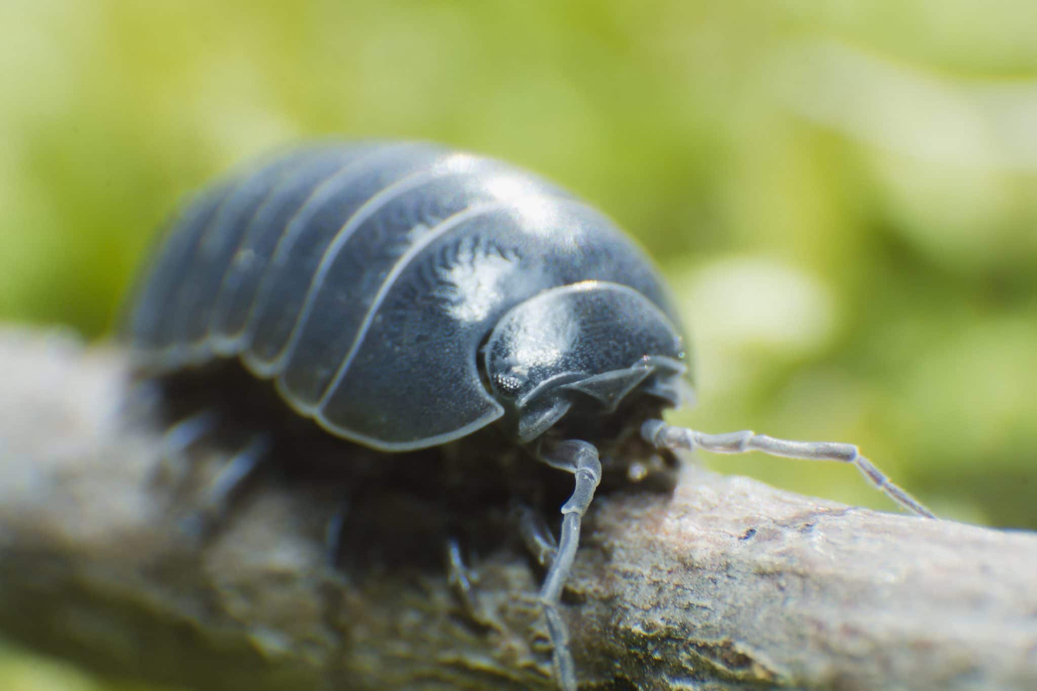 Roly Poly Pill Bugs Facts & Tips BugTech Pest Control