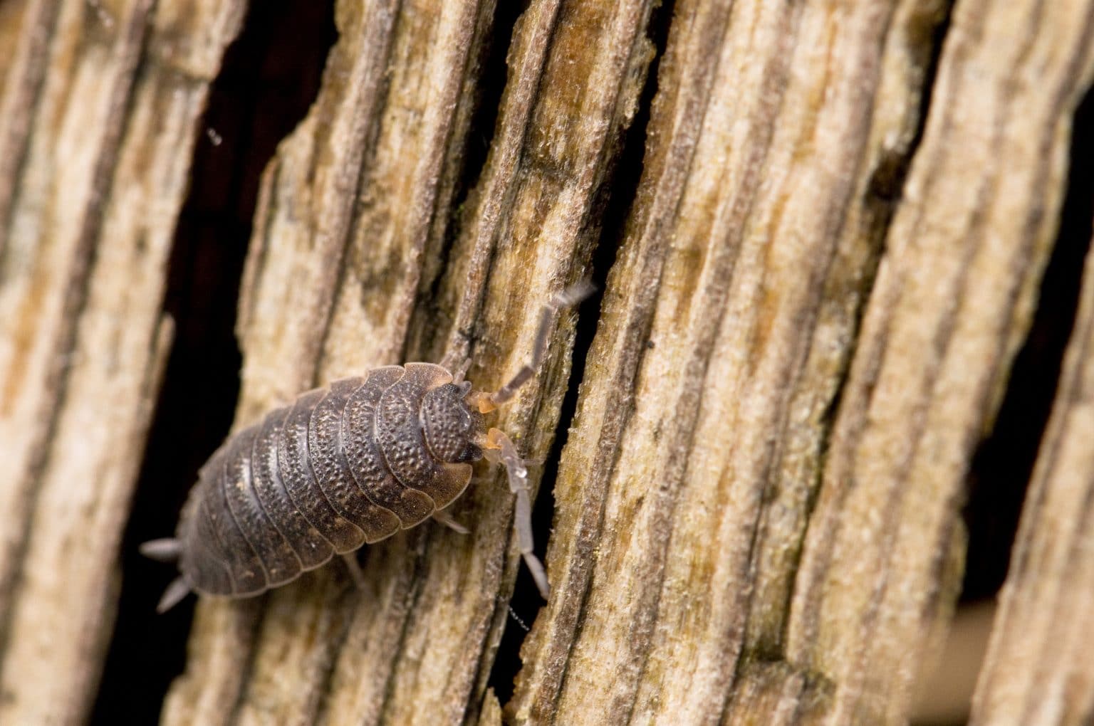 Roly Poly Pill Bugs Facts & Tips BugTech Pest Control
