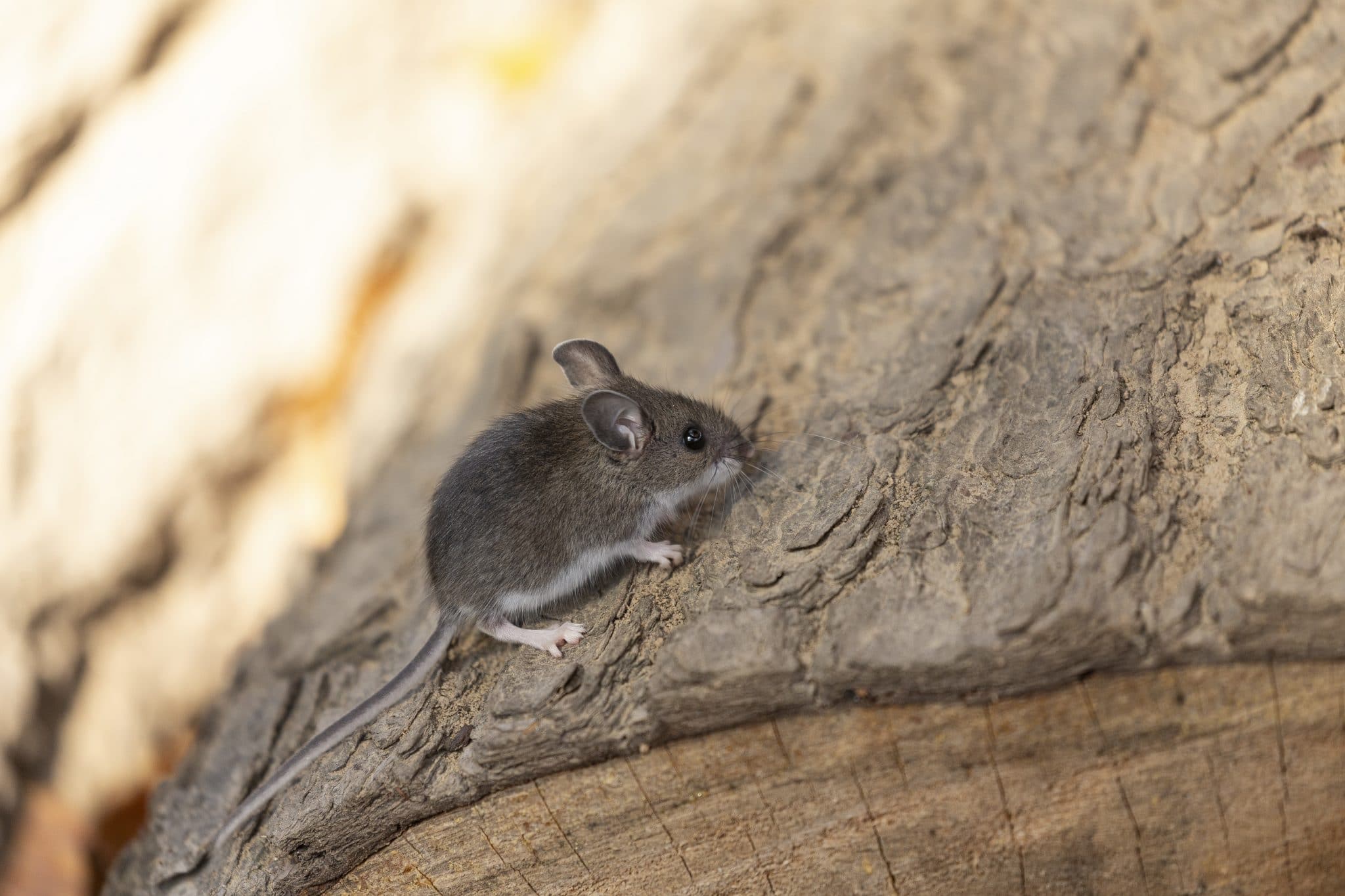 The deer mouse (Peromyscus maniculatus) north American native rodent