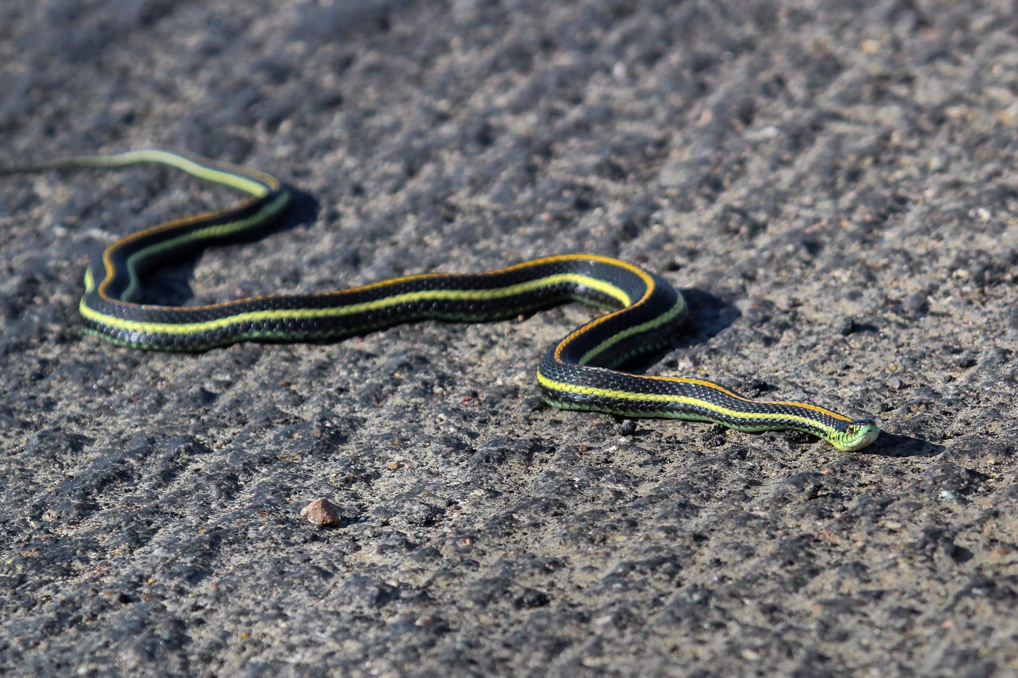 Garter Snakes The Good, The Bad, and The Ugly Environmental Pest