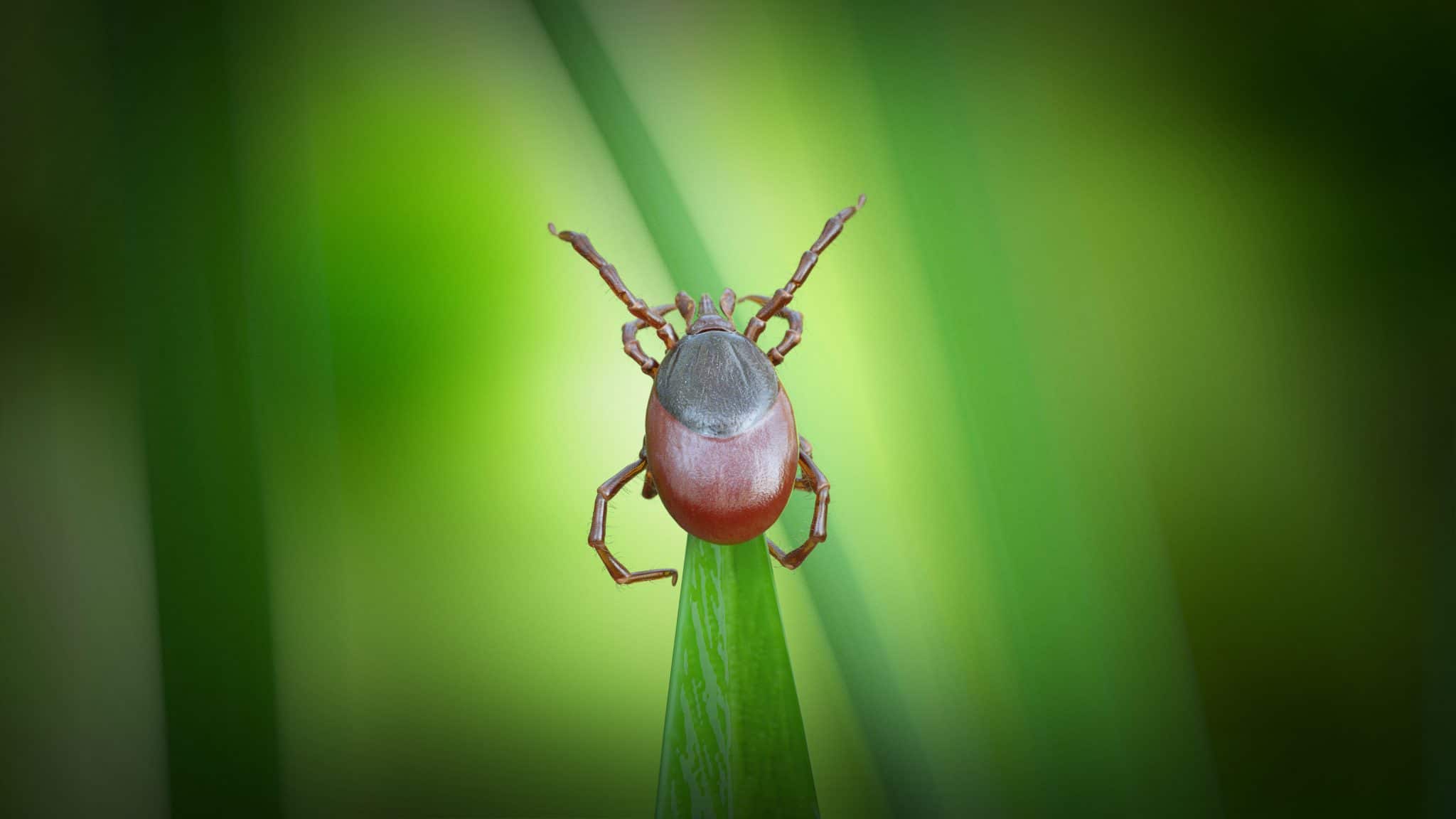 a tick on a grass blade Environmental Pest Management