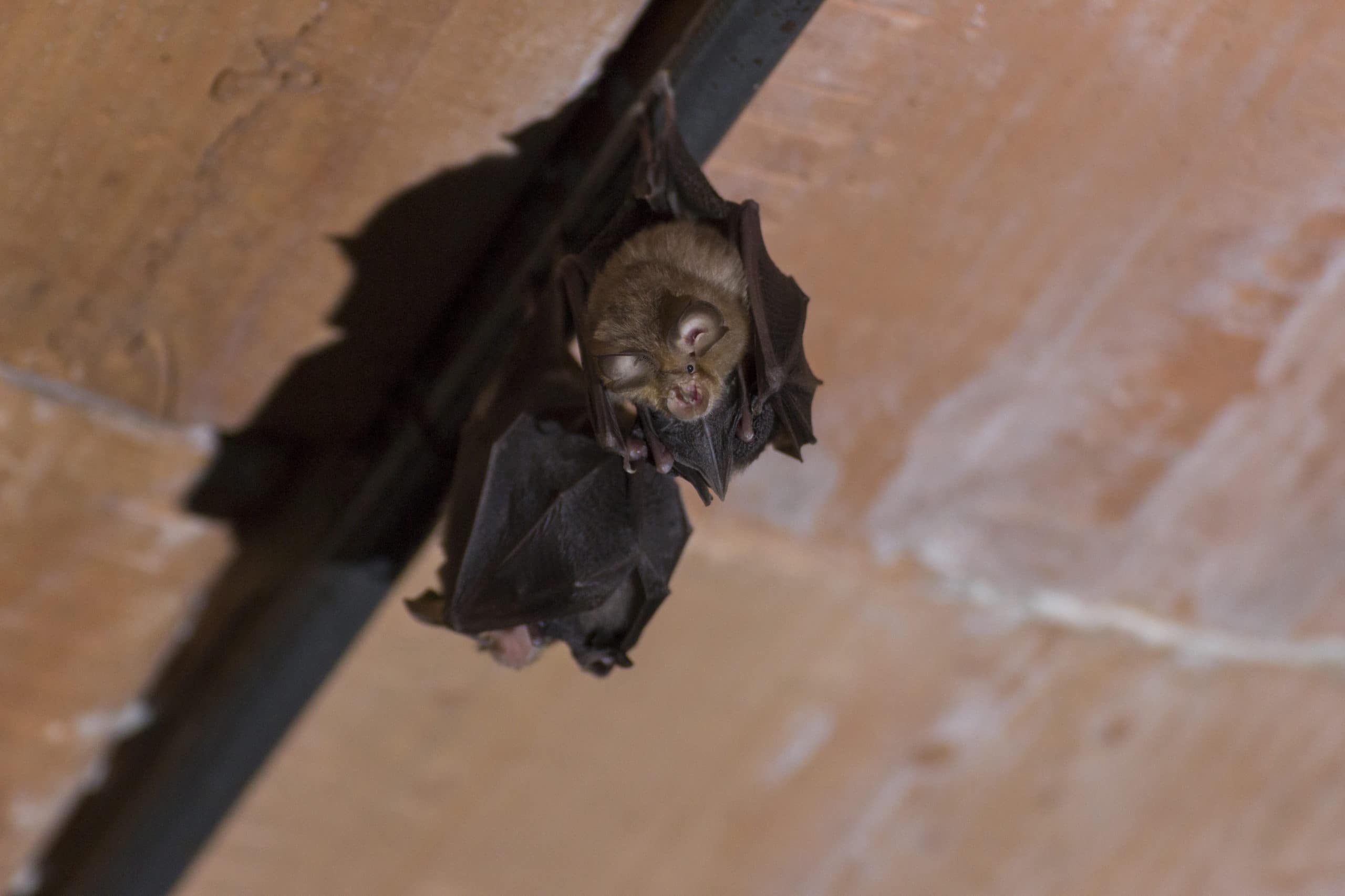 What To Do If You Have Bats In Your House Environmental Pest Management