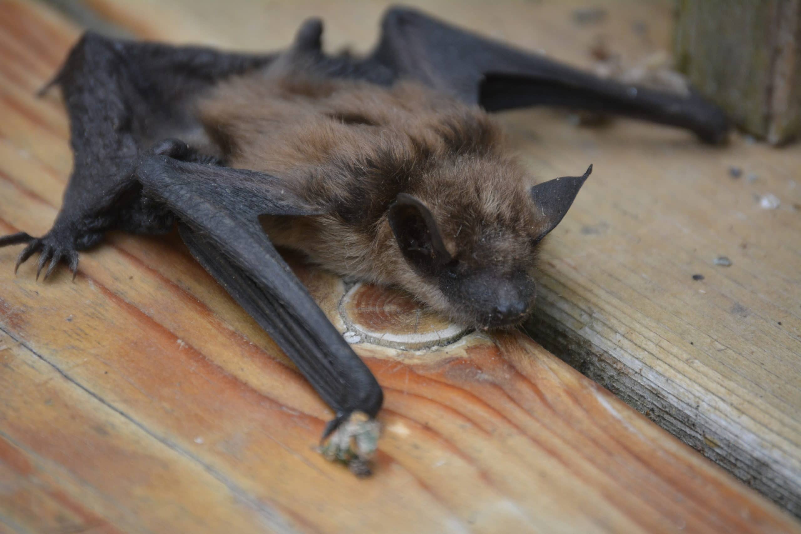 What To Do If You Have Bats In Your House Environmental Pest Management