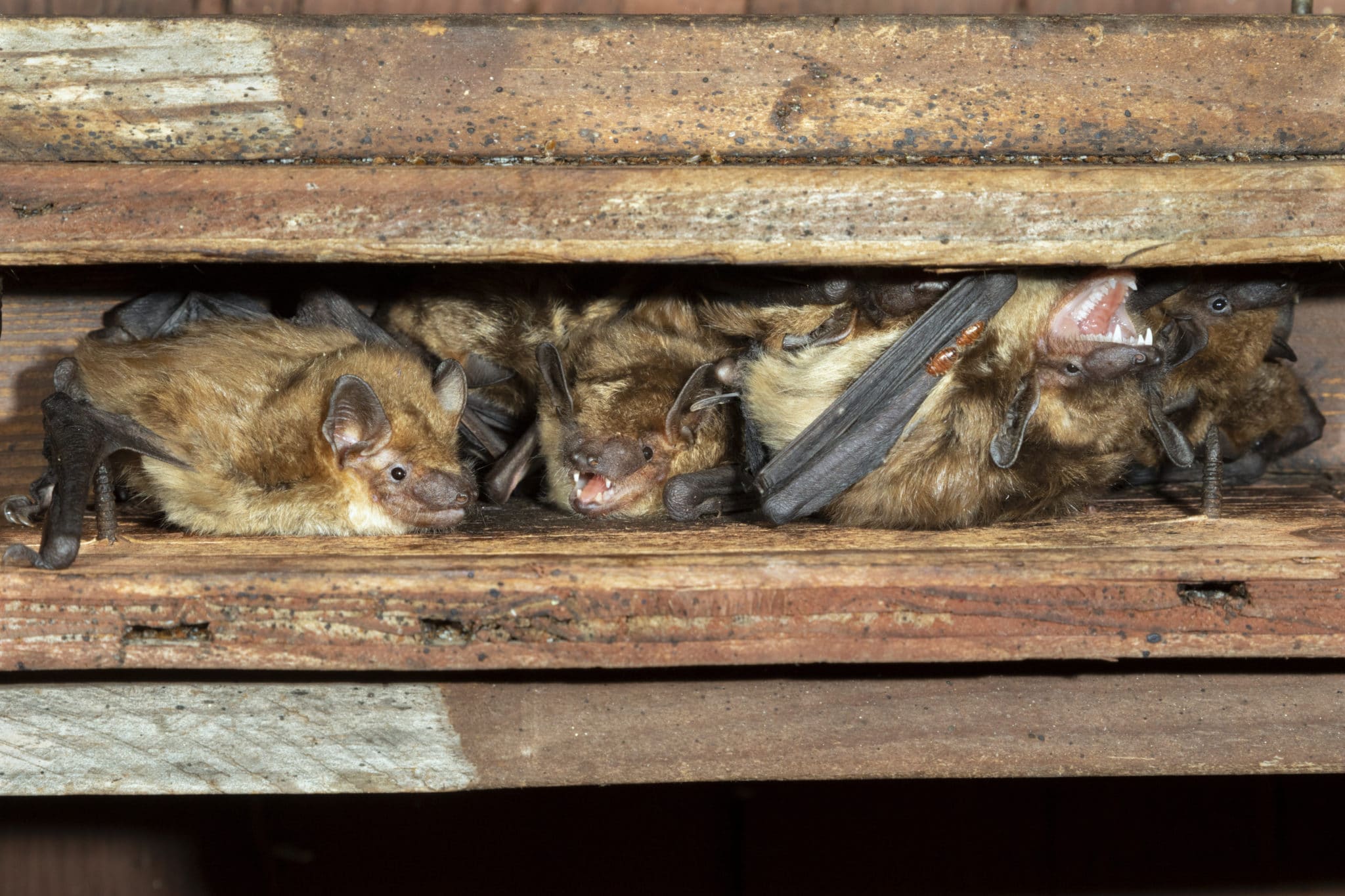 What To Do If You Have Bats In Your House Environmental Pest Management