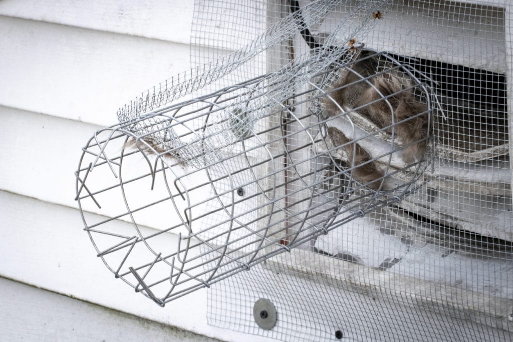 Get Rid of Mice in Your Vents