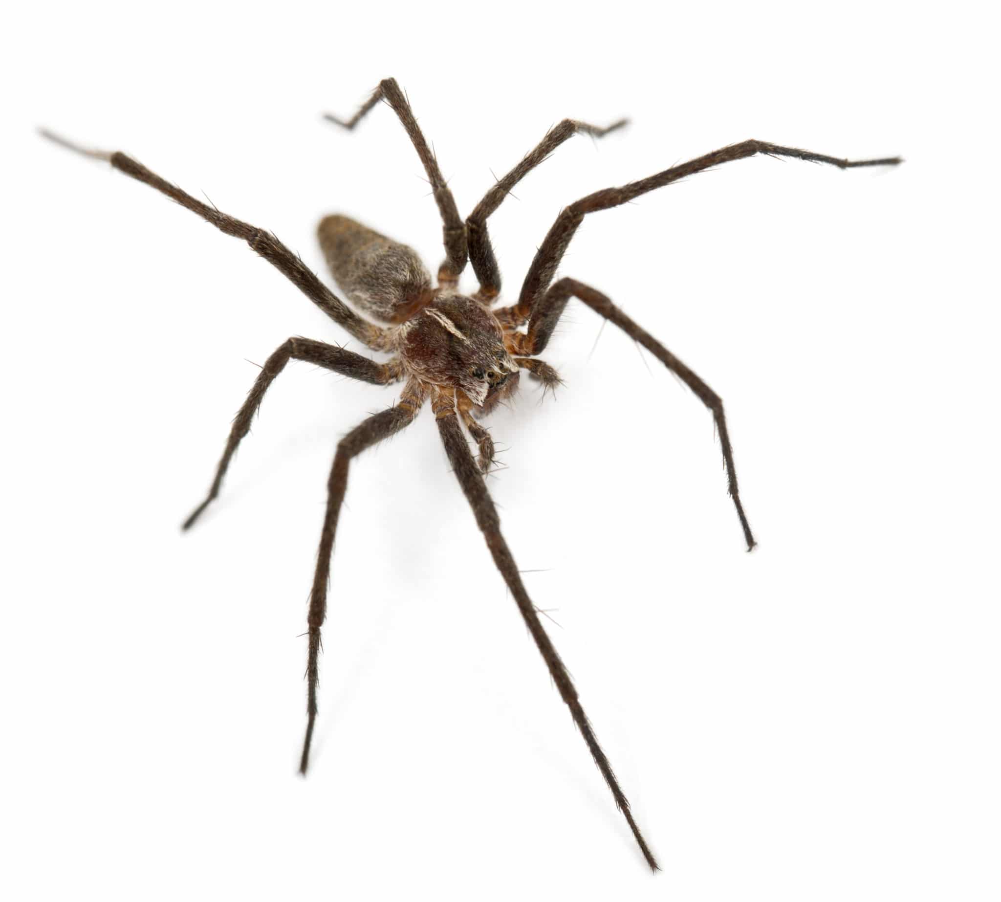 Spiders vs Insects The Key Differences BugTech Pest Control