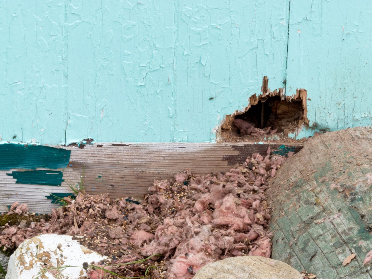 5 Signs You Have a Rodent Infestation Environmental Pest Management