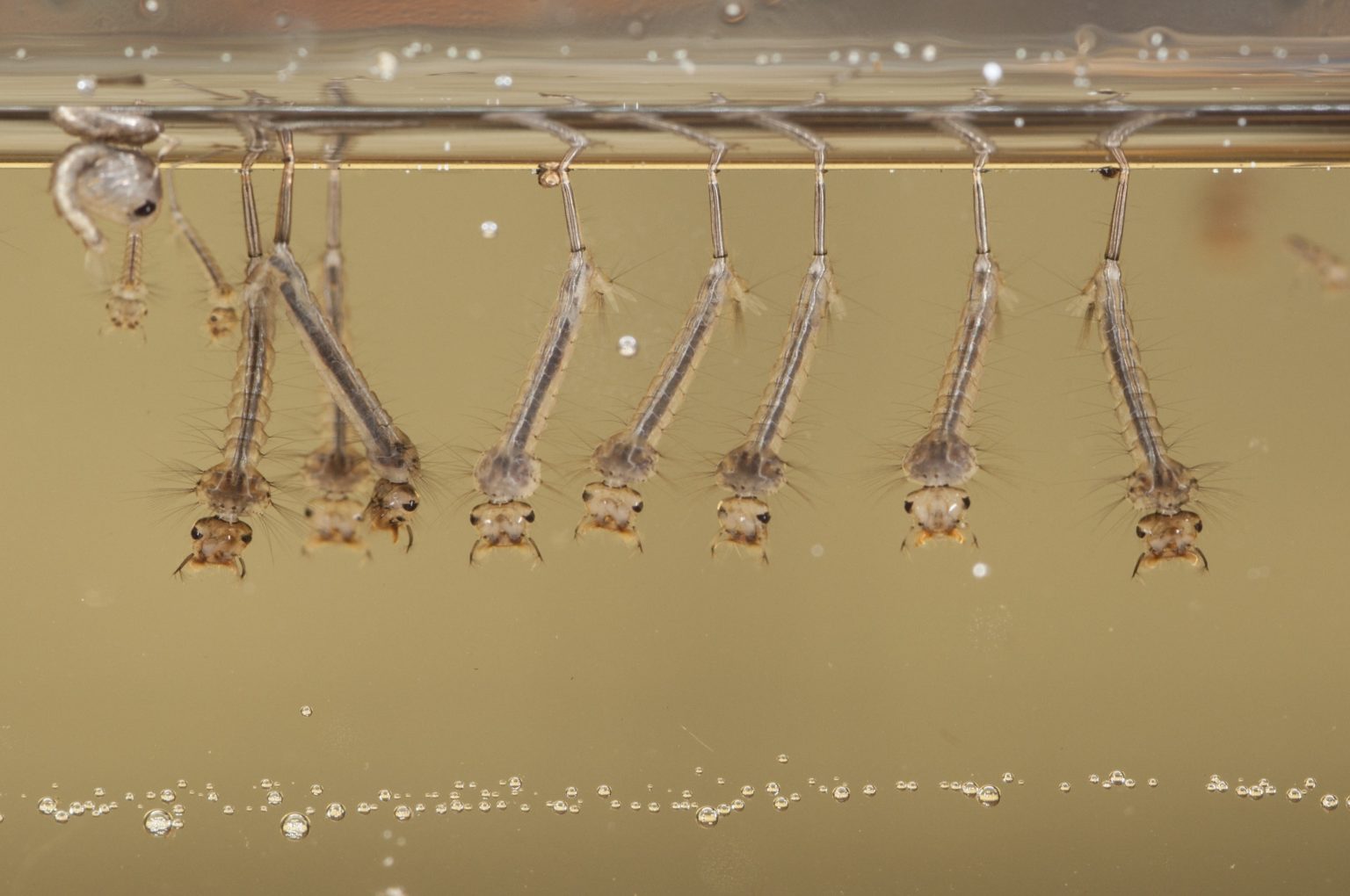 Mosquito Lifespan Guide BugTech Pest Control