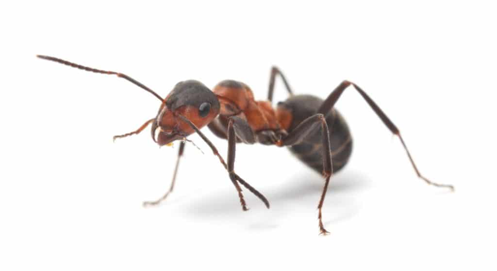 Keep an Eye Out For These 7 Types of Ants in Minnesota