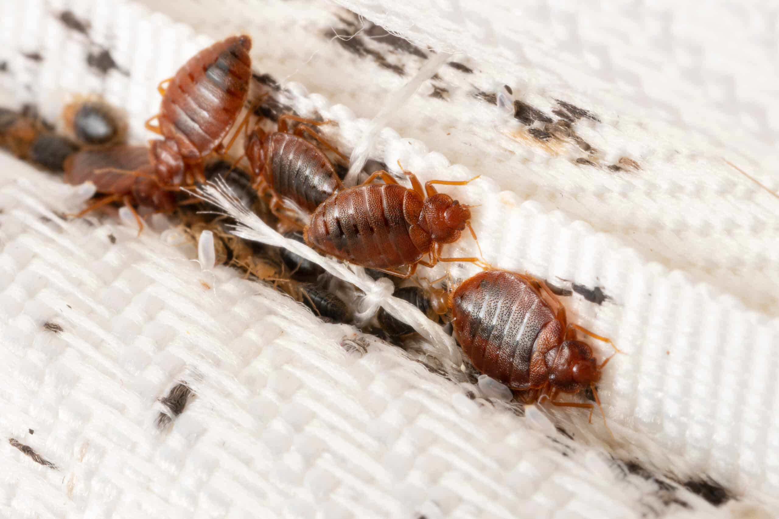 7 Steps To Permanently Getting Rid of Bed Bugs In Your Home