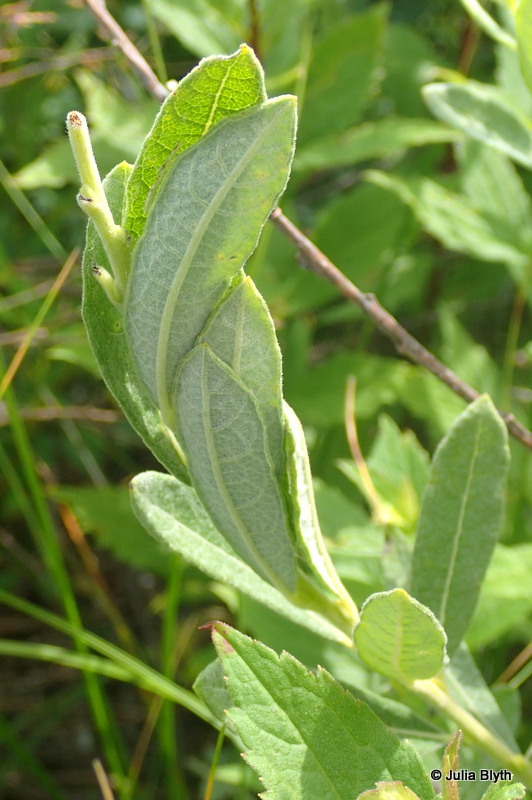 Down the Rabbit Hole BugTracks